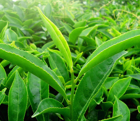 Green Tea Leaf Extract ingredient