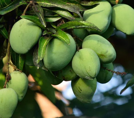 African Mango Seed ingredient